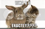 KittenBunny.jpg