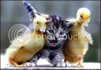 babyducklolcat.jpg