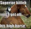 cathorse.jpg