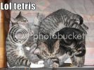 funny-pictures-kittens-lol-tetris.jpg