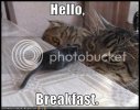 Catsmeetbreakfastmouse.jpg