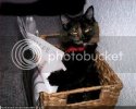 Cat21b.jpg