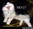 LOLCATZ8.jpg