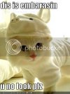 piggylolcat.jpg