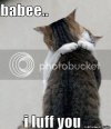 amimalscatscutfunnylolanimals.jpg