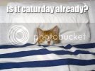 caturday1wv711111-1.jpg