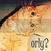 thkittyorly.jpg