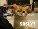 lolcatssrsly.jpg