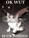 fuoify.jpg