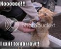 lolcats33.jpg