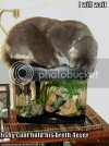 lolcats7.jpg