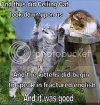 LOLCats.jpg