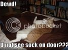 funny-pictures-college-sex-cats.jpg