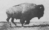 220px-Muybridge_Buffalo_galloping.gif