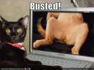 cat%20busted.jpg