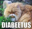 diabeetus+kitteh.jpg