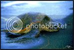 a-04-hawaiian-sea-turtle-we.jpg