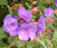 DSCF2388.jpg
