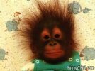 monkey-electrified-hair.jpg