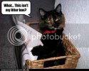 CatIsntInLitterBox.jpg