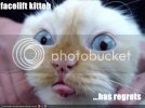 lolcats3.jpg