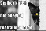 funny-pictures-cat-is-a-stalker.jpg