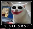 why-so-serious-cat.jpg