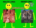 lungs2.jpg