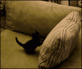 tumblr_lxrpkvxqXy1r8cvzdo1_400.gif