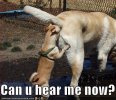 loldog-funny-dog-pictures.jpg