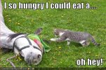 nny-horse-pictures-funny-pictures-cat-hungry-horse.jpg