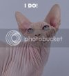 sphynx_cat_dallas4.jpg