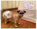 dog-shaming5_small_zps519188e8.jpg