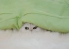cute-white-cat-under-green-blanket-399x285.jpg