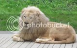 WhiteLion1.jpg
