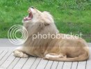 WhiteLion2.jpg