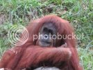 Orangutan1.jpg