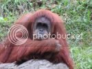Orangutan2.jpg