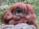 Orangutan3.jpg