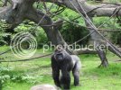 Silverback1.jpg