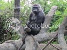 Gorilla4.jpg