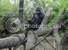 Gorilla3.jpg