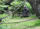 Gorilla2.jpg