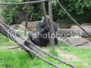 Gorilla1.jpg