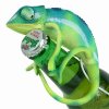 usb_chameleon_1.jpg