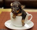 Coffee_Cute_Dog.jpg