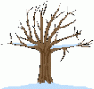 590_3878_arbre_hiver.gif