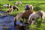 david-gifford-shetland-ponies.jpg