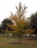 2012 trees 033a.jpg