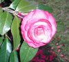 Camillia bloom.jpg